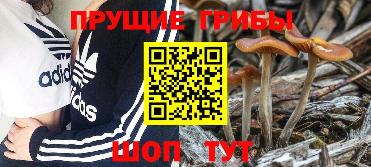 Каменск-Уральский  Псилоцибиновые грибы Psilocybine cubensis  Вход с VPN 